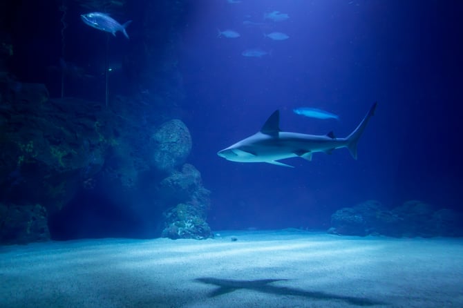 North Carolina Aquarium at Pine Knoll Shores