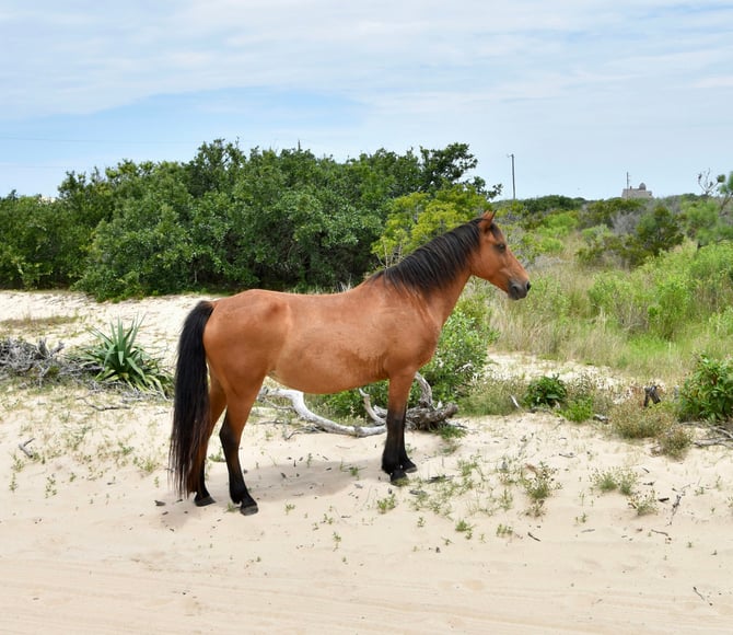 Cape Lookout National Seashore