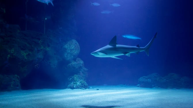 North Carolina Aquarium at Pine Knoll Shores
