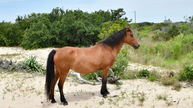 Cape Lookout National Seashore